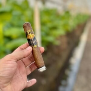 Close-up of hand holding a Classy cigar near tobacco plants.