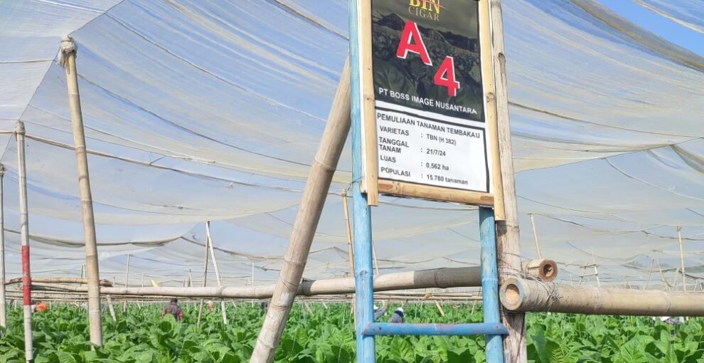 Industri Cerutu Indonesia: Potensi Besar di Tengah Tantangan Global