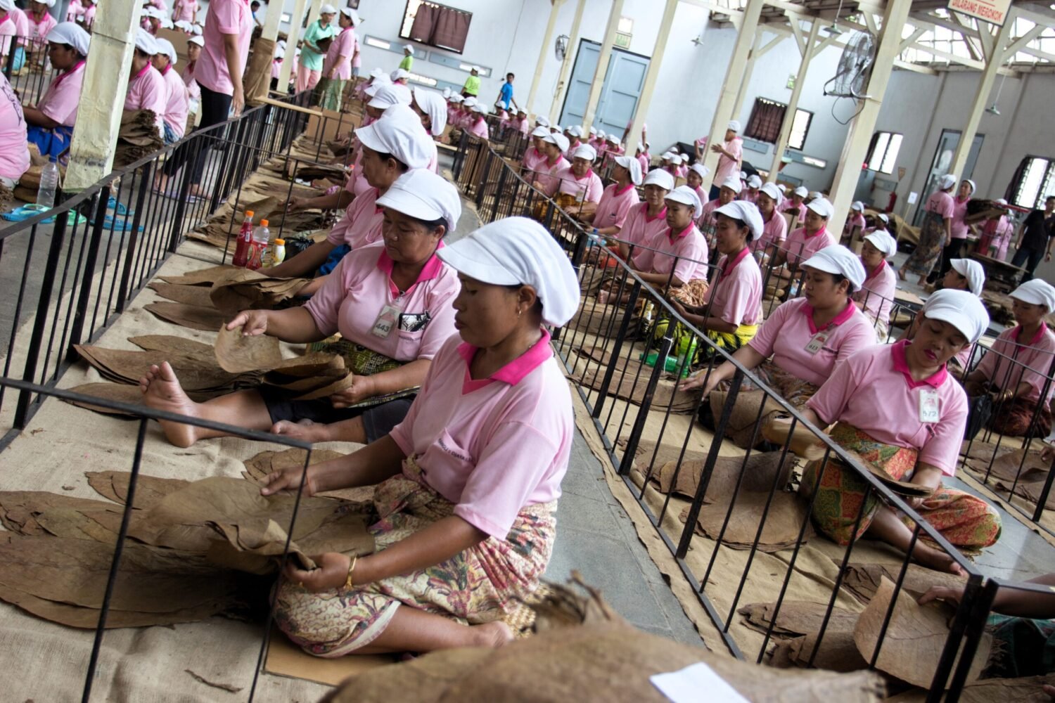 12 Tahap Sortasi Daun Tembakau: Seni Menentukan Kualitas Cerutu Sejak dari Lembarannya