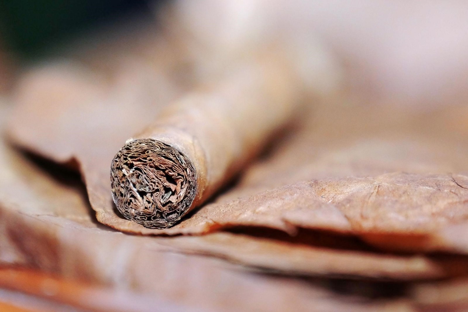 Cigar Anatomy: Most Smokers Don’t Know This