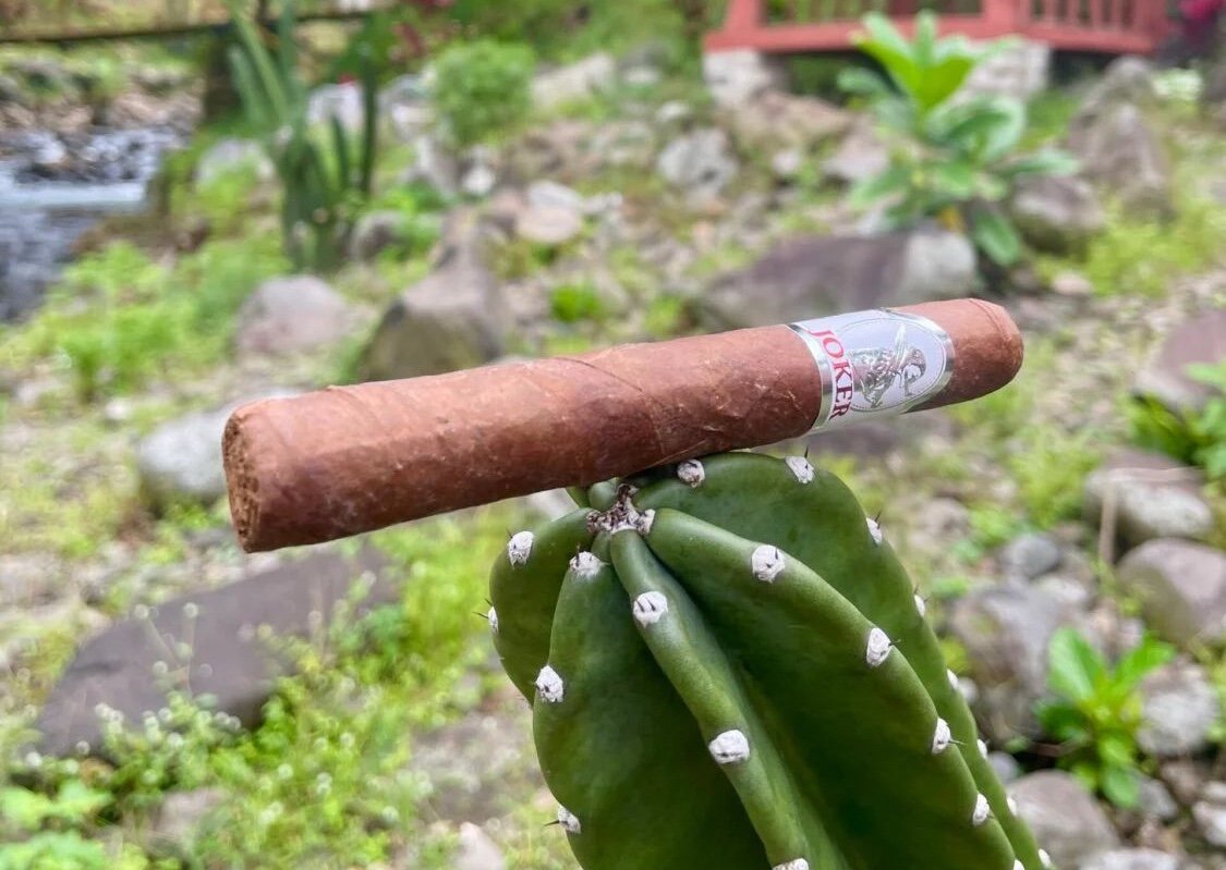 Joker cigar balanced on a spiky cactus outdoors.